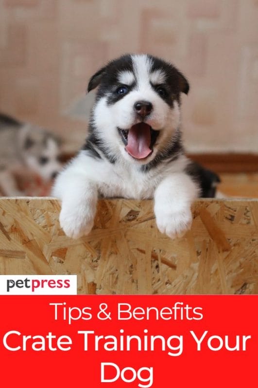 Should You Crate Train Your Dog? Tips & Benefits To Consider