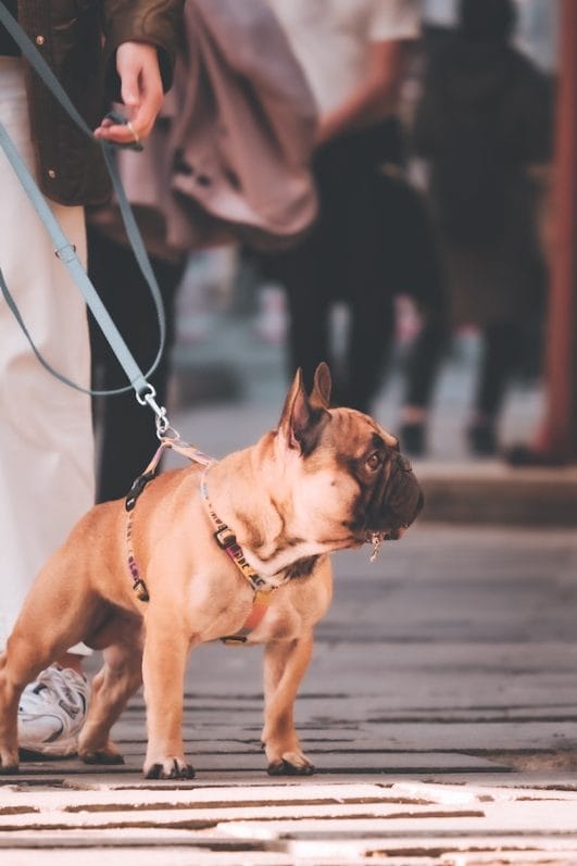 Should You Crate Train Your Dog? Tips & Benefits To Consider