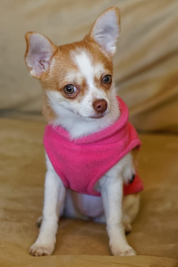 Should You Crate Train Your Dog? Tips & Benefits To Consider