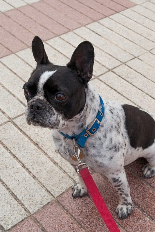 Should You Crate Train Your Dog? Tips & Benefits To Consider