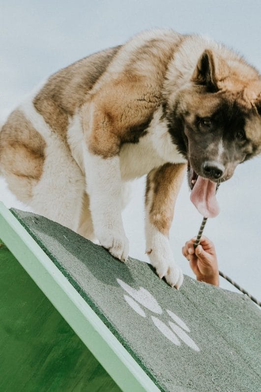 Should You Crate Train Your Dog? Tips & Benefits To Consider