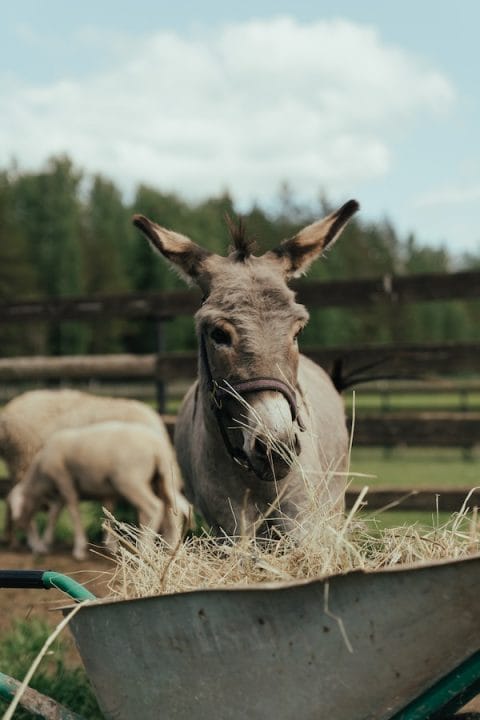 10+ Interesting Donkey Facts for Animal Lovers Everywhere
