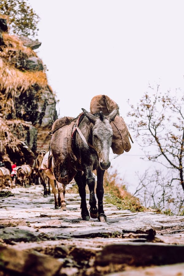10+ Interesting Donkey Facts for Animal Lovers Everywhere