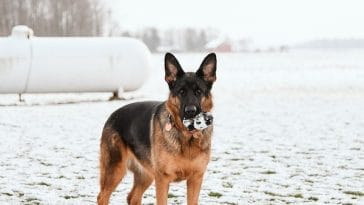 german-shepherds