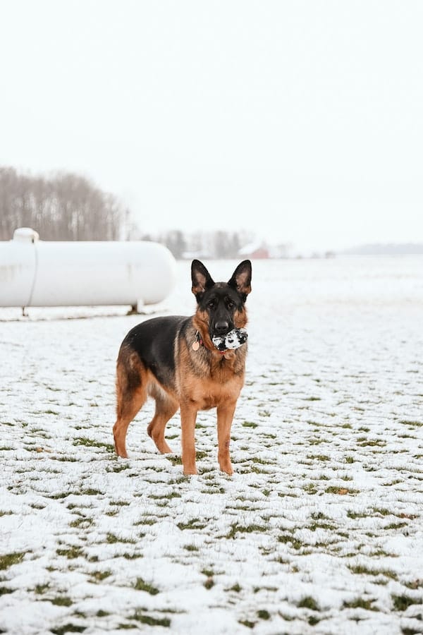 german-shepherds