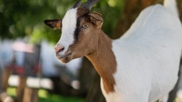 goat-facts
