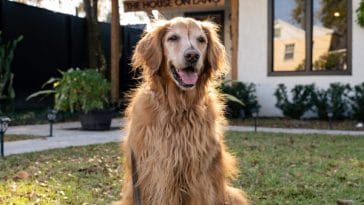 golden-retriever