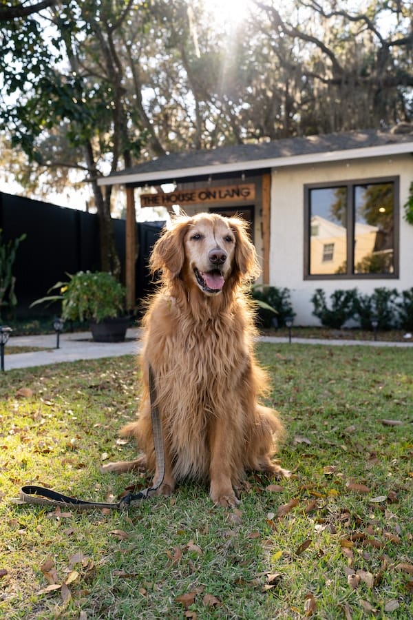 golden-retriever