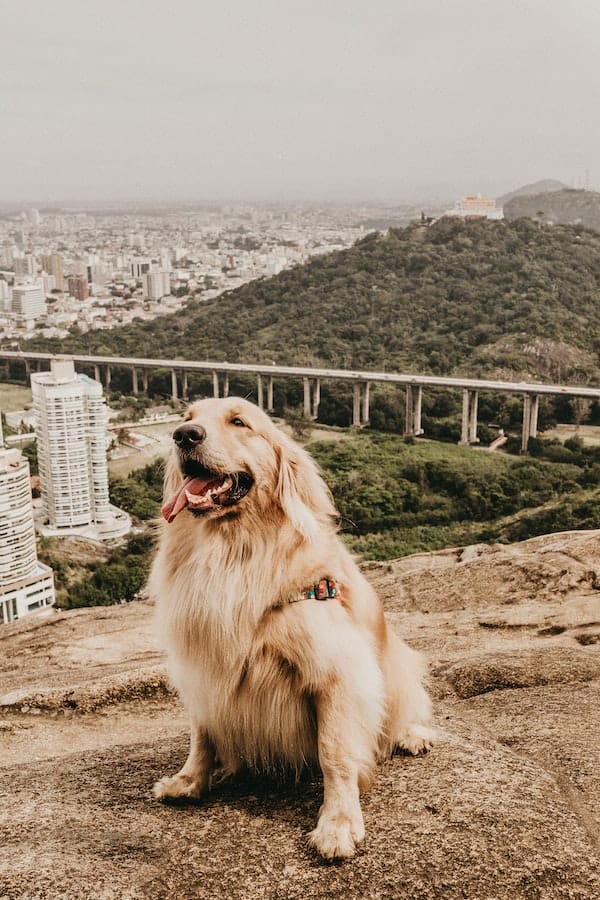 golden-retriever