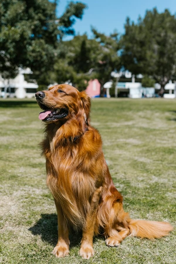 golden-retriever