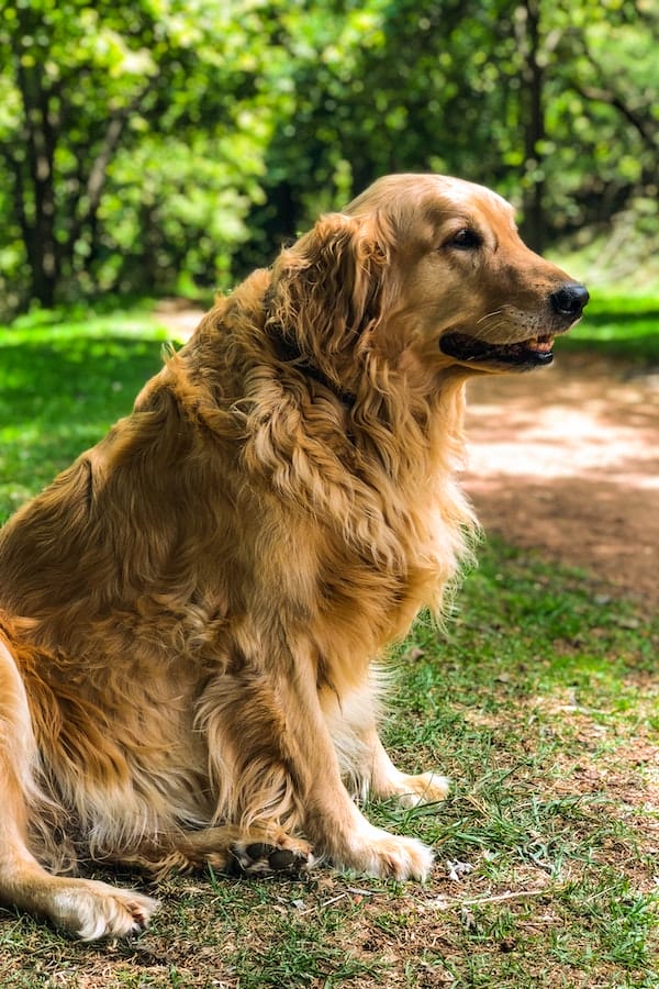 golden-retriever