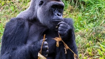 gorilla-facts