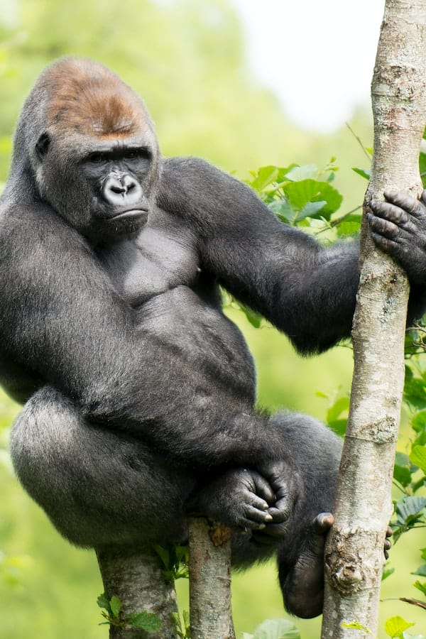gorilla-facts