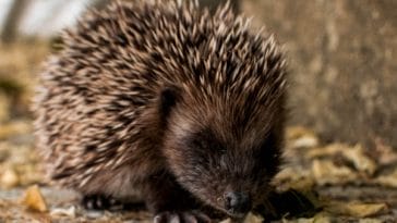 hedgehog-facts