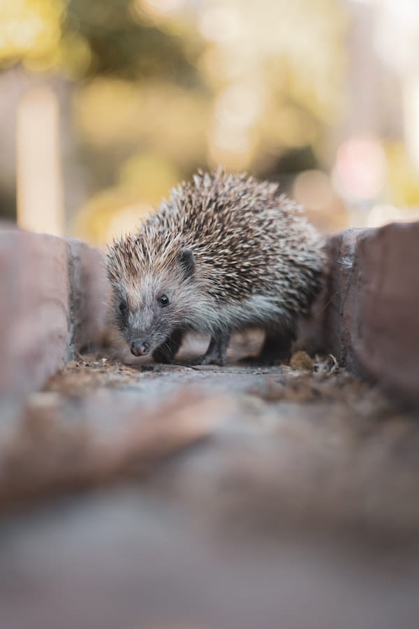 hedgehog-facts