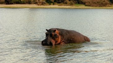 hippo-facts