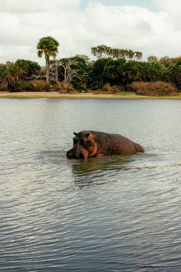 hippo-facts