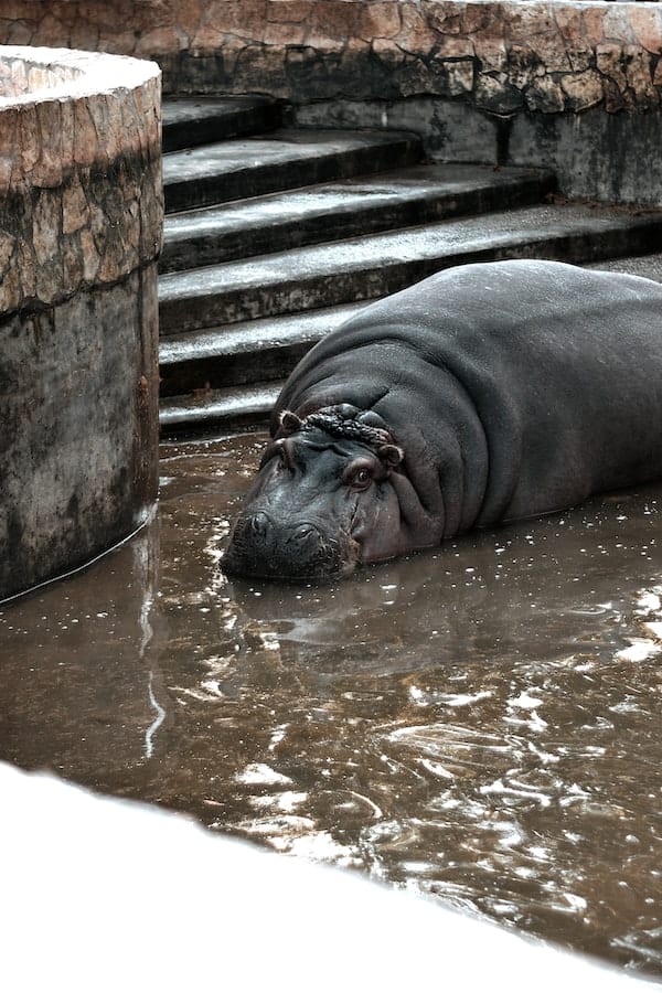 Unleashing the Mystery 10+ Interesting Hippo Facts