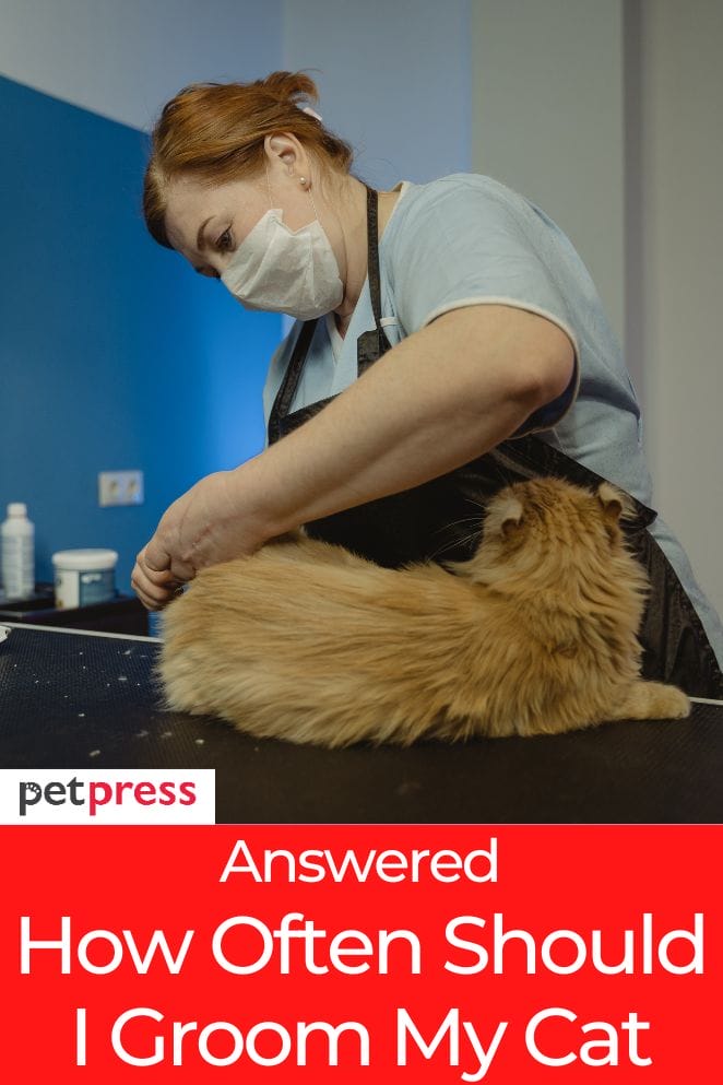 Answered How Often Should I Groom My Cat?