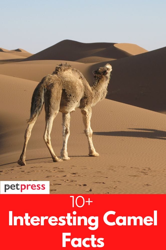 interesting camel facts