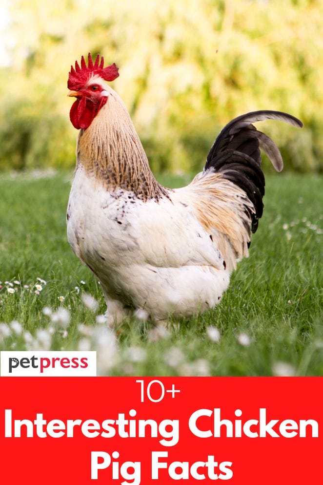 interesting chicken facts