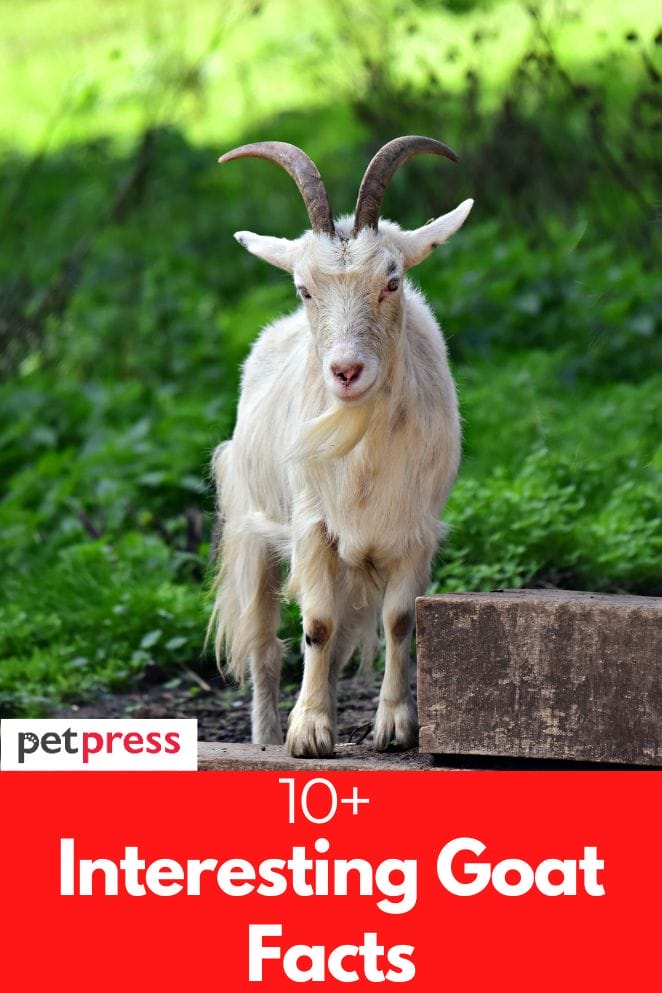 interesting goat facts