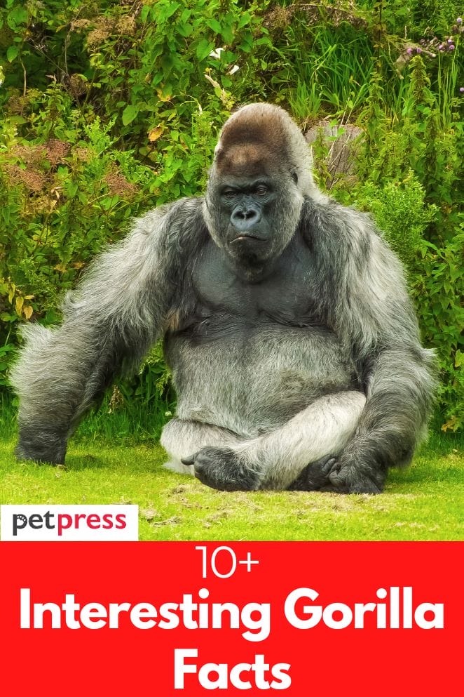 interesting gorilla facts