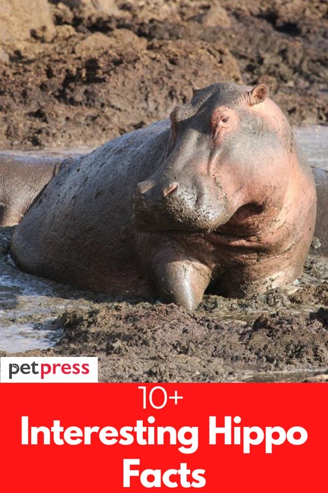 interesting hippo facts