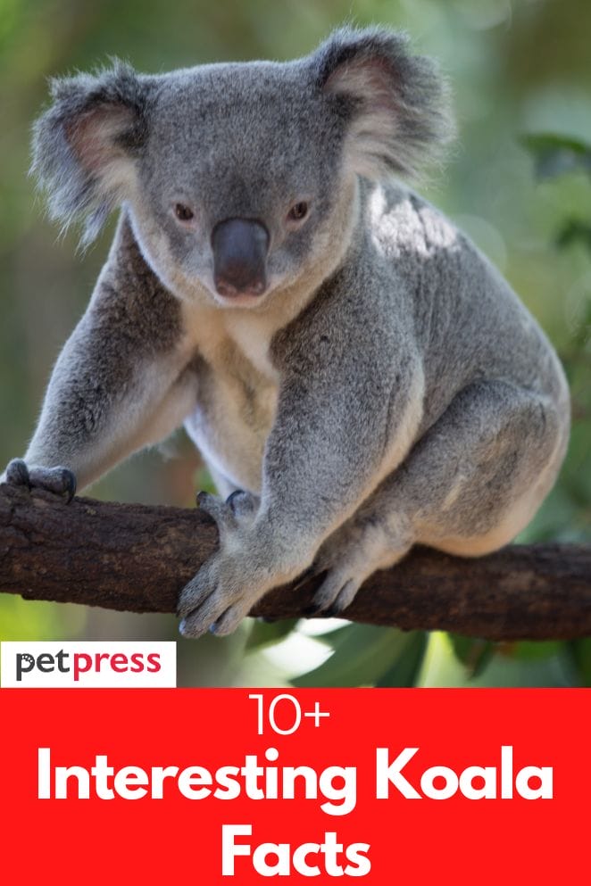 10+ Interesting And Fascinating Koala Facts You May Not Know