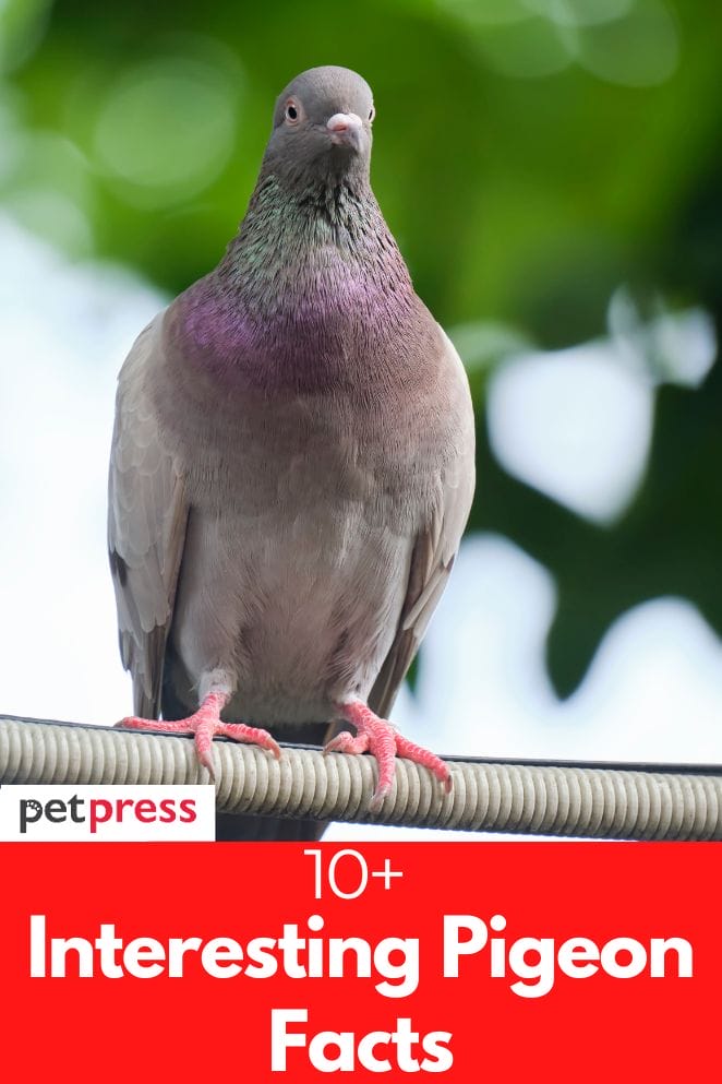 interesting pigeon facts