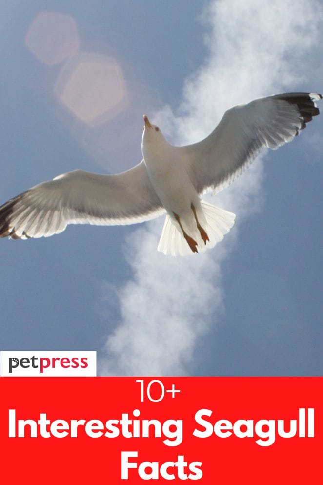 interesting-seagull-facts