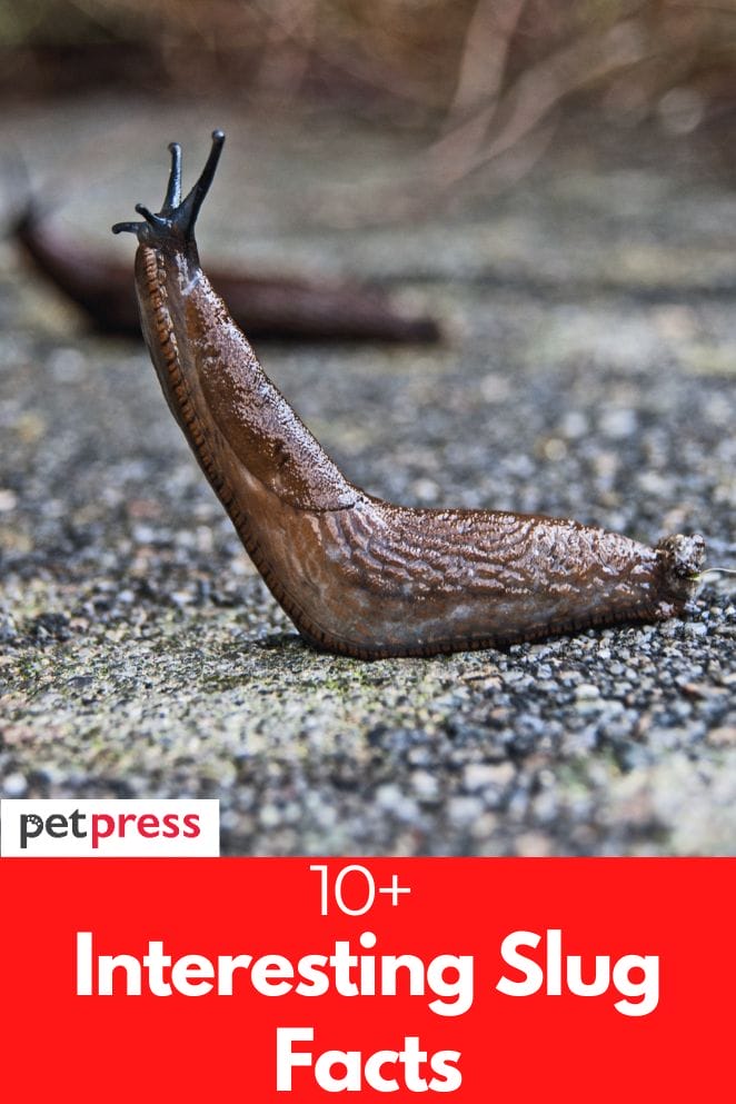 interesting slug facts