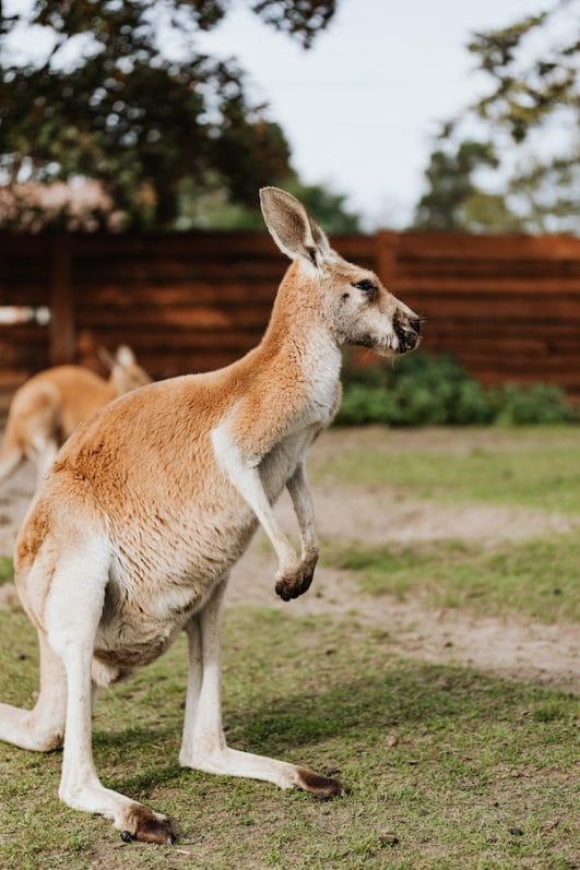 10 Interesting Kangaroo Facts That You May Not Know 