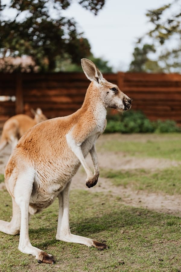 10+ Interesting Kangaroo Facts That You May Not Know