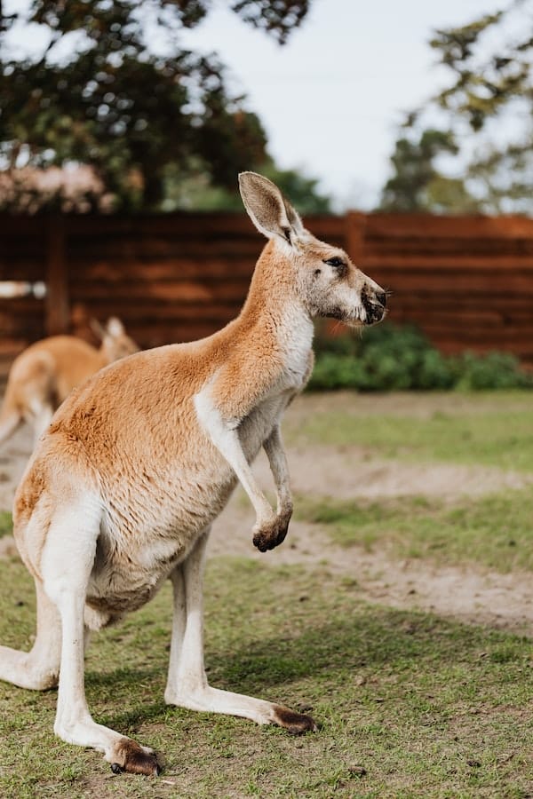 kangaroo-facts