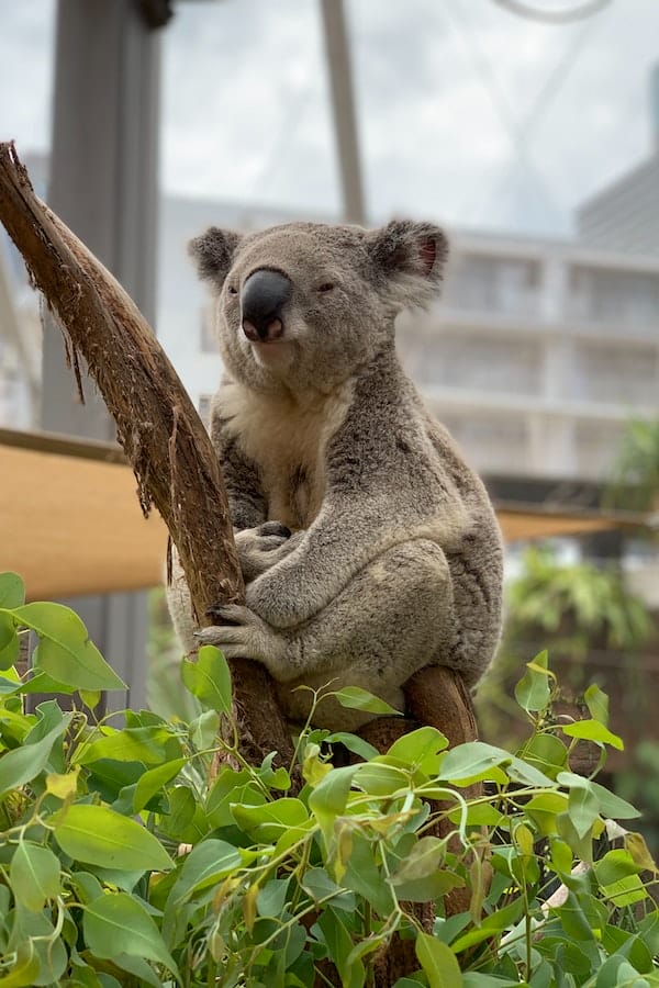 koala-facts