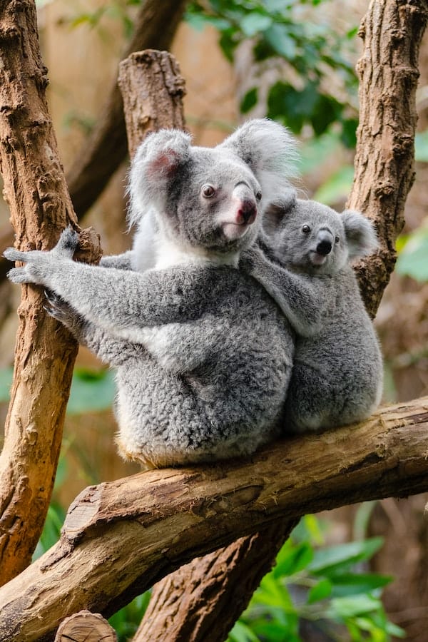 koala-facts