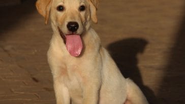 labrador-retriever