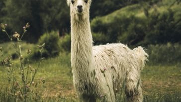 llama-facts