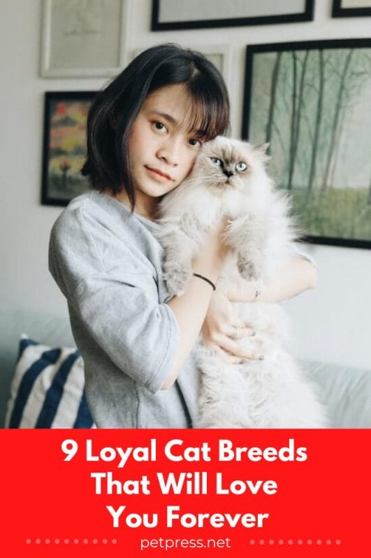 9 Loyal Cat Breeds That Will Love You Forever