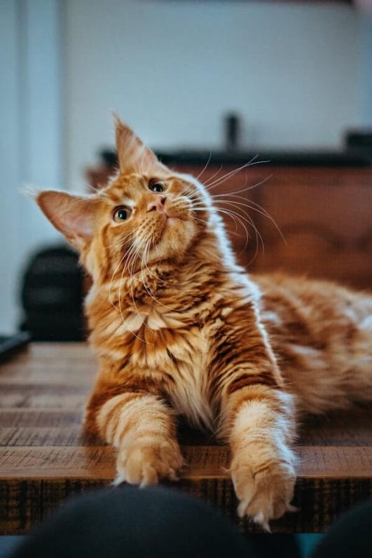 9 Loyal Cat Breeds That Will Love You Forever