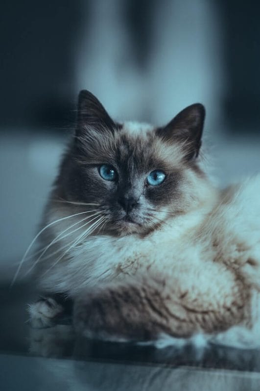 9 Loyal Cat Breeds That Will Love You Forever
