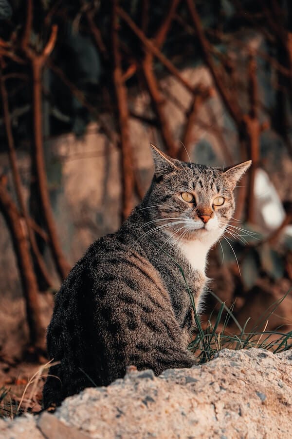9 Loyal Cat Breeds That Will Love You Forever