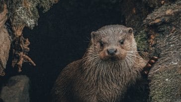 otter-facts