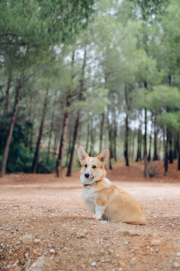 pembroke-welsh-corgi