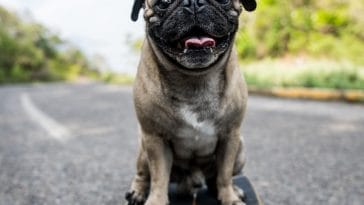 pug