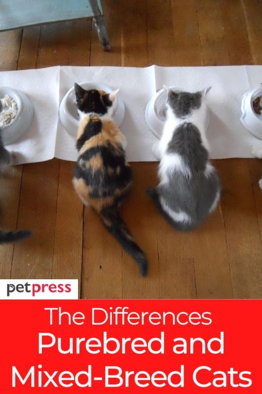 The Differences Between Purebred and Mixed Breed Cats