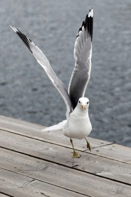 Exploring the World of Seagulls: 10+ Interesting Seagull Facts