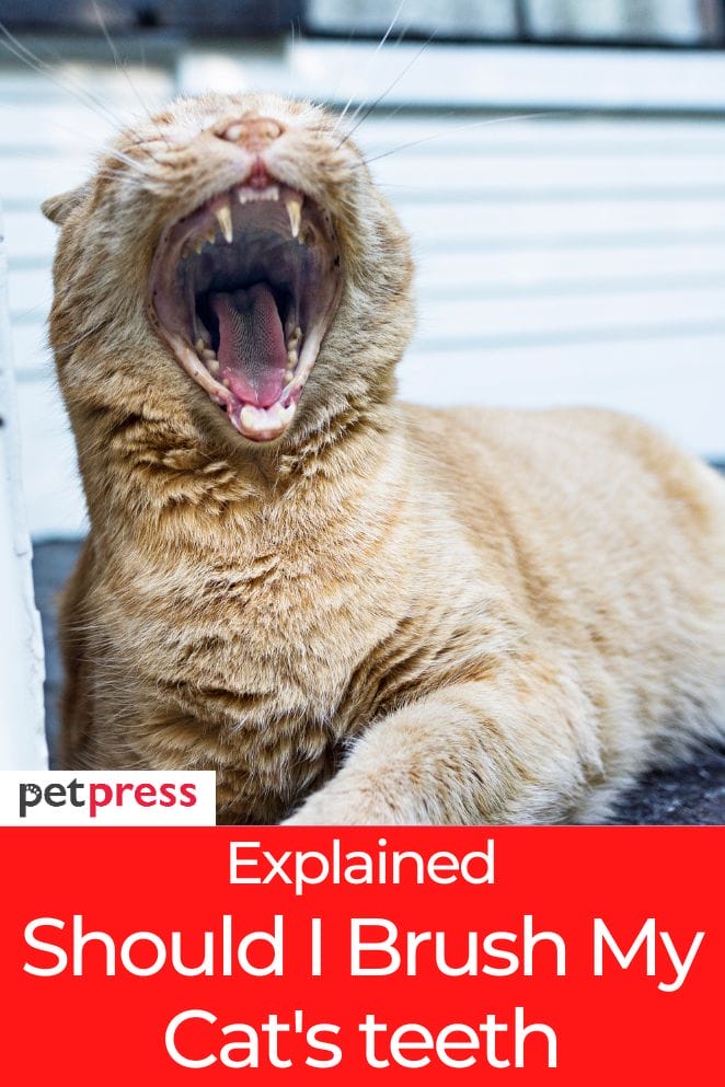 Should I Brush My Cat's Teeth? A StepbyStep Guide