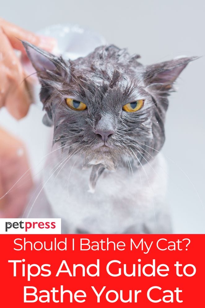 should i bathe my cat